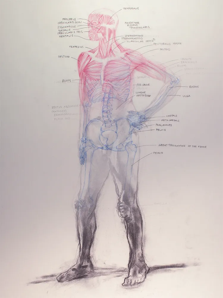 Figure Drawing: Overlay